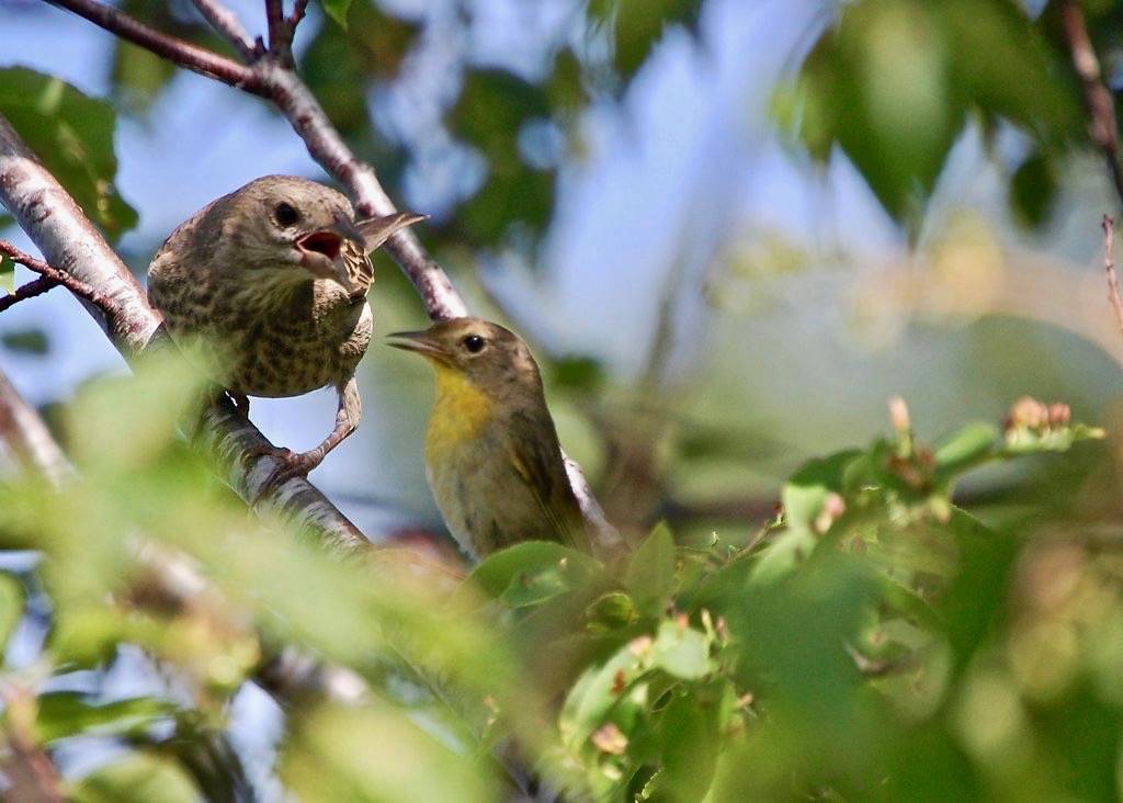 Cowbird Begs by DaveMaherPhotos is licensed under CC BY-NC-SA 2.0
